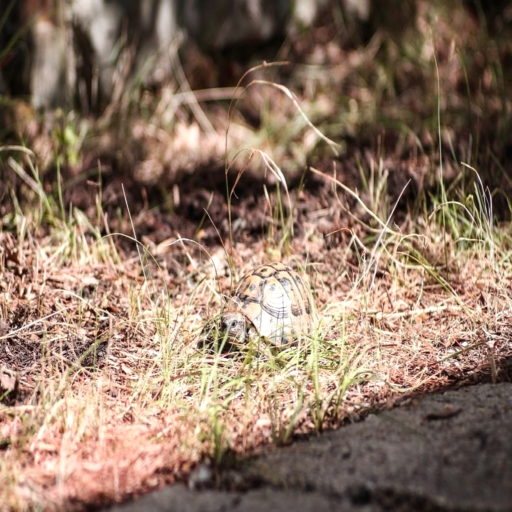 Before: Original camouflaged image