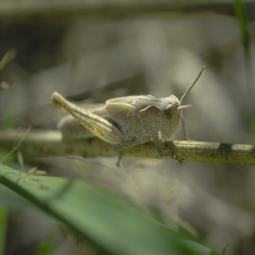 Before: Original camouflaged image