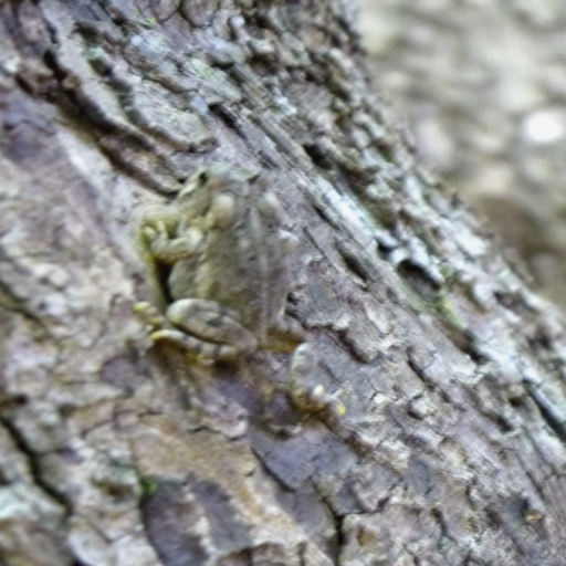 Before: Original camouflaged image