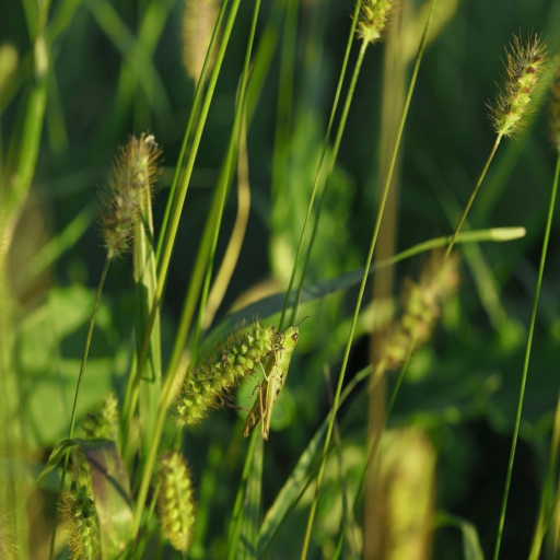 Before: Original camouflaged image