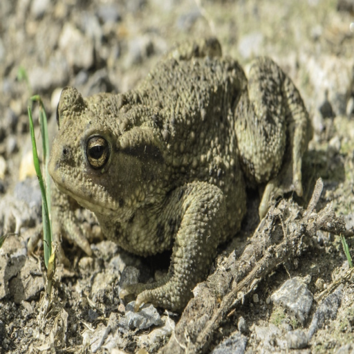 Before: Original camouflaged image